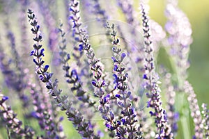 Blooming wild sage