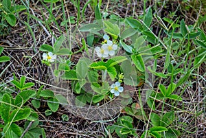 Blooming wild strawberries with beautiful white flowers