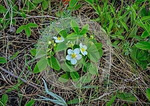 Blooming wild strawberries with beautiful white flowers