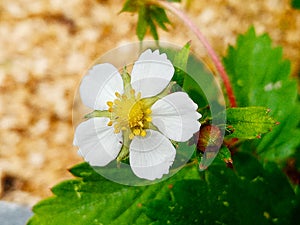 Blooming wild strawberries close-up 3.