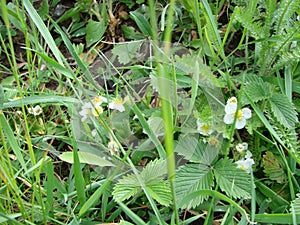 blooming wild strawberries. Summer background with green leaves and white strawberry flowers