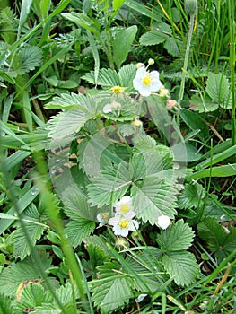 blooming wild strawberries. Summer background with green leaves and white strawberry flowers