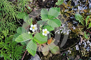 Blooming wild strawberry. Close up of white flowers.