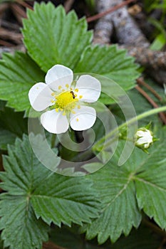 Blooming wild strawberry in spring flower on a bush in the forest