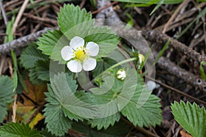 Blooming wild strawberry in spring flower on a bush in the forest