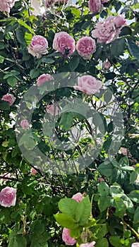 Blooming wild tea rose flower with green leaf in the garden. Delicate light pink and lilac petals in multiple buds of the bush.