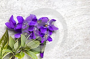 Blooming wild violets flowers on wood background