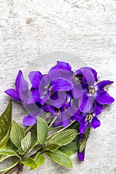 Blooming wild violets flowers on wood background