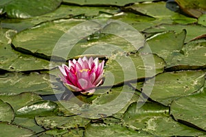 Blooming wild water lily in a pond on a summer day, beauty in nature