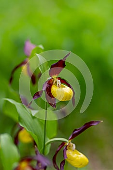 Blooming wild yellow lady\'s slipper, Cypripedium calceolus, in the lady\'s slipper area Martinauer Au