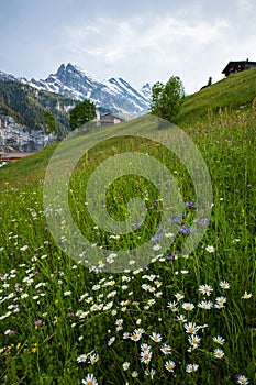 Blooming wildflower on a green pasture in the Swiss Alps. Wide, low-angle view, Sunny summer day, no people