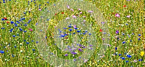 Blooming wildflower meadow