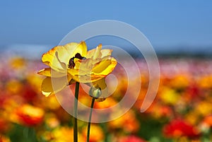 Blooming wildflowers, colorful buttercups on a kibbutz in southern Israel