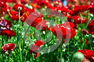 Blooming wildflowers, colorful buttercups on a kibbutz in southern Israel