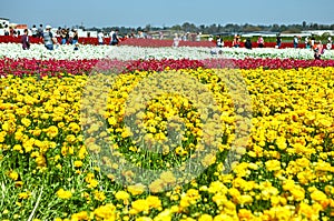Blooming wildflowers, colorful buttercups on a kibbutz in southern Israel