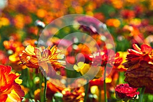 Blooming wildflowers, colorful buttercups on a kibbutz in southern Israel