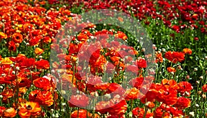 Blooming wildflowers, colorful buttercups on a kibbutz in southern Israel