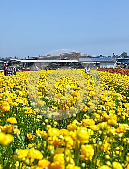 Blooming wildflowers, colorful buttercups on a kibbutz in southern Israel