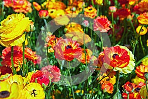 Blooming wildflowers, colorful buttercups on a kibbutz in southern Israel