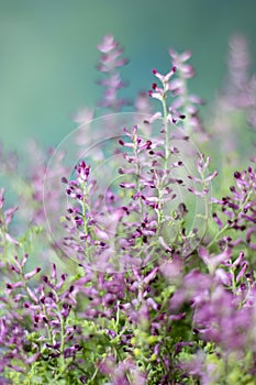 Blooming wildflowers with copy space