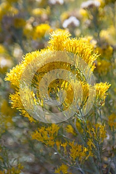 Field with colorful Wildflowers in Petrified Forest National Park, Arizona