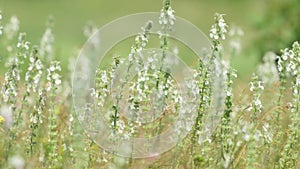 Blooming wildflowers salvia argentea