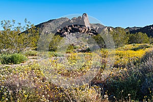 Blooming wildflowers in springtime and a rock formation in Joshua Tree National Park