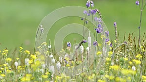 Blooming wildflowers swaying in gentle breeze on sunny day