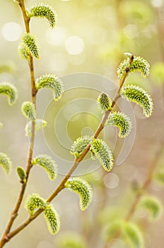 Blooming Willow