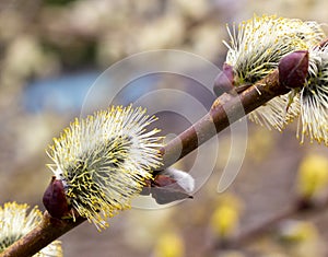 Blooming willow branch