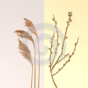 Blooming willow branch flowers and golden yellow pampas grass on gray and beige split background