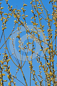 Blooming willow branches against a blue clear sky background.