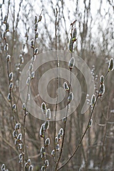 Blooming willow branches close-up.