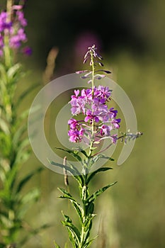 Blooming Willow-herb in the field.