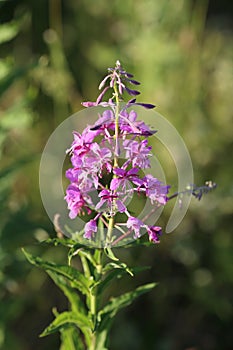 Blooming Willow-herb in the field.