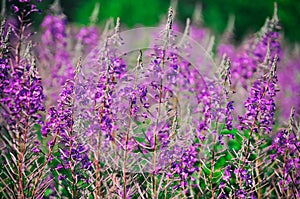 Blooming Willow-herb meadow. Chamerion Angustifolium, Fireweed, Rosebay, Willowherb