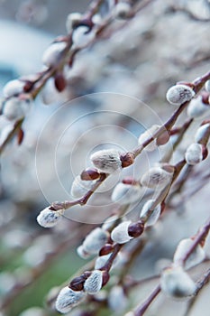 Blooming Willow. Salix caprea.