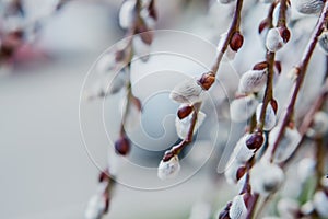 Blooming Willow. Salix caprea.