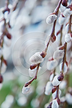 Blooming Willow. Salix caprea.