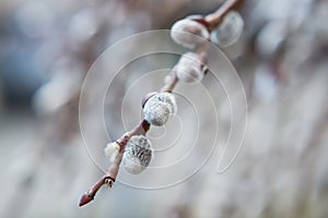 Blooming Willow. Salix caprea.