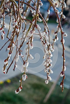 Blooming Willow. Salix caprea.