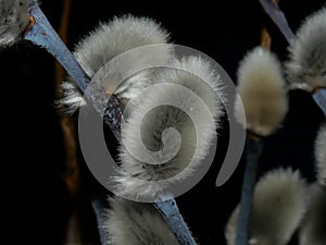 Willow Salix caprea branches with buds before flowering