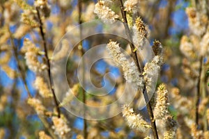 Blooming Willow In Spring