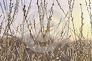 Blooming willow tree branches against the background of the sunset sky.