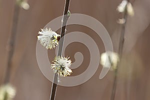 Blooming willow tree in spring