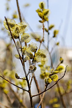 Blooming Willow Tree in a Spring Park