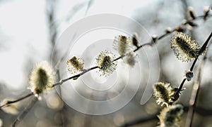 Blooming willow twigs in early spring