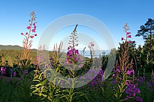 Blooming willowherbs