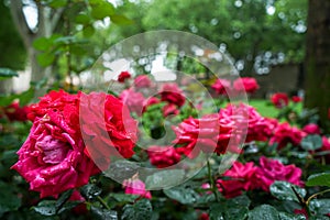 Blooming and wilting red rose flowers with rain water droplet on petals on blurred green leave garden bokeh background on rainy