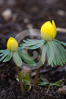 Blooming Winter Aconite